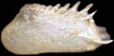micro bivalve